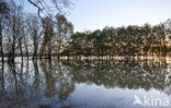 Nationaal Park de Biesbosch