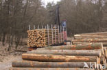 Nationaal Park Drents-Friese Wold