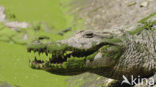 Nijlkrokodil (Crocodylus niloticus)