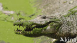 Nile Crocodile (Crocodylus niloticus)