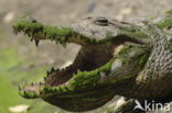 Nile Crocodile (Crocodylus niloticus)