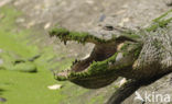 Nile Crocodile (Crocodylus niloticus)