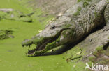 Nijlkrokodil (Crocodylus niloticus)