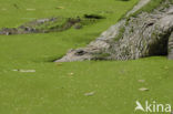 Nile Crocodile (Crocodylus niloticus)