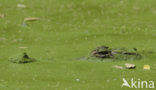 Nile Crocodile (Crocodylus niloticus)
