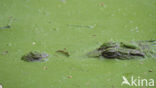 Nile Crocodile (Crocodylus niloticus)
