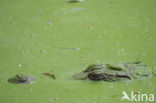 Nile Crocodile (Crocodylus niloticus)