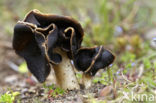 Nonnenkapkluifzwam (Helvella spadicea)