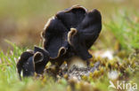 Helvella spadicea