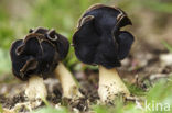 Nonnenkapkluifzwam (Helvella spadicea)