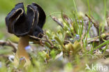 Helvella spadicea