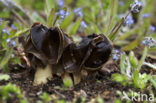 Nonnenkapkluifzwam (Helvella spadicea)