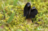 Nonnenkapkluifzwam (Helvella spadicea)