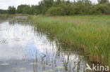 Noordse winterjuffer (Sympecma paedisca) 