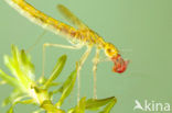 Siberian winter Damselfly (Sympecma paedisca)