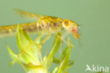 Siberian winter Damselfly (Sympecma paedisca)