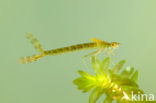 Noordse winterjuffer (Sympecma paedisca) 