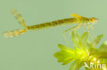 Siberian winter Damselfly (Sympecma paedisca)