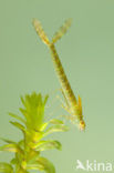 Siberian winter Damselfly (Sympecma paedisca)