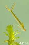 Siberian winter Damselfly (Sympecma paedisca)
