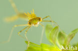 Siberian winter Damselfly (Sympecma paedisca)