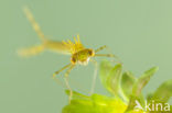 Siberian winter Damselfly (Sympecma paedisca)