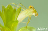 Siberian winter Damselfly (Sympecma paedisca)