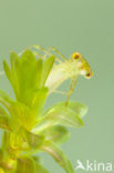 Siberian winter Damselfly (Sympecma paedisca)