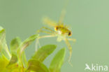 Siberian winter Damselfly (Sympecma paedisca)