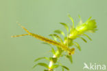 Siberian winter Damselfly (Sympecma paedisca)