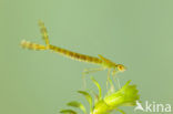 Noordse winterjuffer (Sympecma paedisca) 