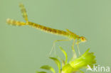 Siberian winter Damselfly (Sympecma paedisca)