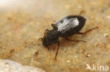 Ochthebius metallescens