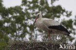 White Stork (Ciconia ciconia)
