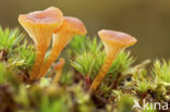 Oranjegeel trechtertje (Rickenella fibula)