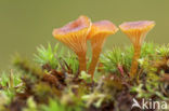 Orange Mosscap (Rickenella fibula)