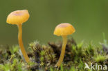 Oranjegeel trechtertje (Rickenella fibula)