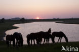 Paard (Equus spp)