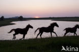 Horse (Equus spp)