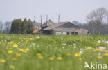 Common Dandelion (Taraxacum vulgare)