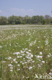 Common Dandelion (Taraxacum vulgare)