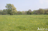 Paardenbloem (Taraxacum vulgare)