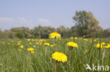 Common Dandelion (Taraxacum vulgare)