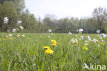 Paardenbloem (Taraxacum vulgare)