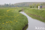 Common Dandelion (Taraxacum vulgare)