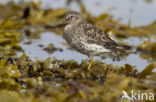 Paarse Strandloper (Calidris maritima)