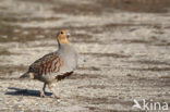 Grey Partridge (Perdix perdix)