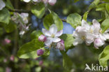 Pear (Pyrus spec.)