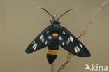 Phegeavlinder (Amata phegea)