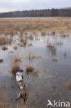 Purple Moor-grass (Molinia caerulea)